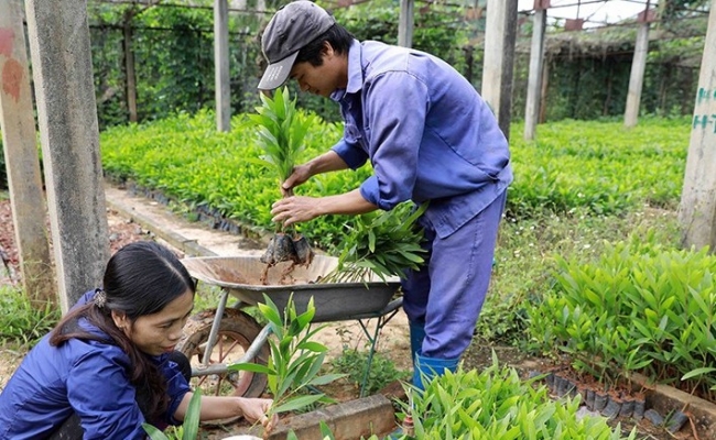 Hà Nội: Hàng loạt ưu đãi cho dự án ứng dụng công nghệ cao trong sản xuất giống