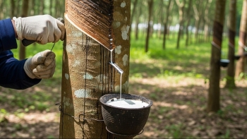 Ngày 27/11: Giá cao su thế giới có xu hướng giảm, trong nước bình ổn
