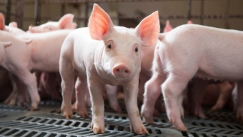 Ngày 27/11: Giá heo hơi tại miền Trung đồng loạt tăng, miền Bắc và Nam ổn định
