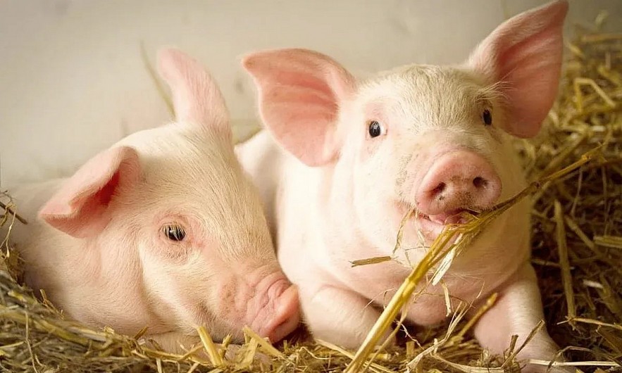 Ngày 28/11: Giá heo hơi giao dịch trong khoảng 49.000 - 54.000 đồng/kg