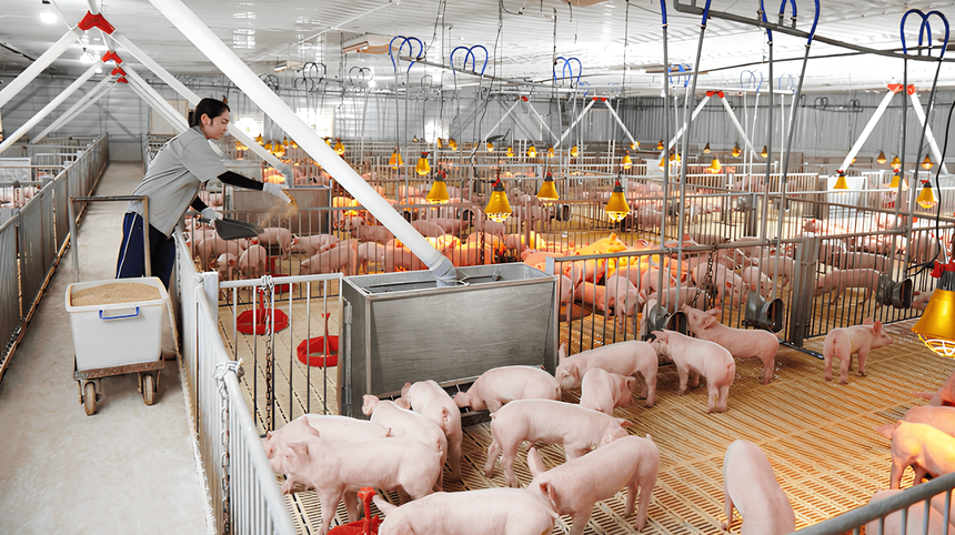 Tập đoàn Dabaco của Chủ tịch Nguyễn Như So bị xử phạt vì loạt vi phạm Tập đoàn Dabaco của Chủ tịch Nguyễn Như So bị xử phạt vì loạt vi phạm