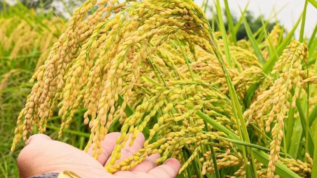 Ngày 30/11: Giá lúa có xu hướng tăng, gạo ổn định