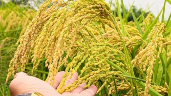 Ngày 30/11: Giá lúa có xu hướng tăng, gạo ổn định