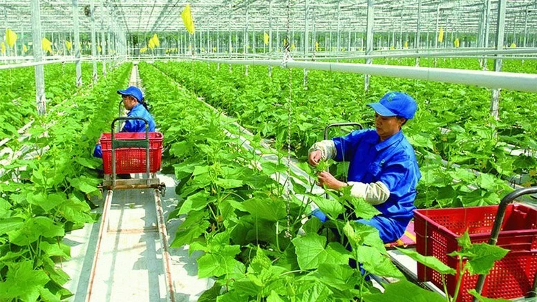 Thuế carbon và sức ép tái cấu trúc xanh với doanh nghiệp Việt Thuế carbon và sức ép tái cấu trúc xanh với doanh nghiệp Việt