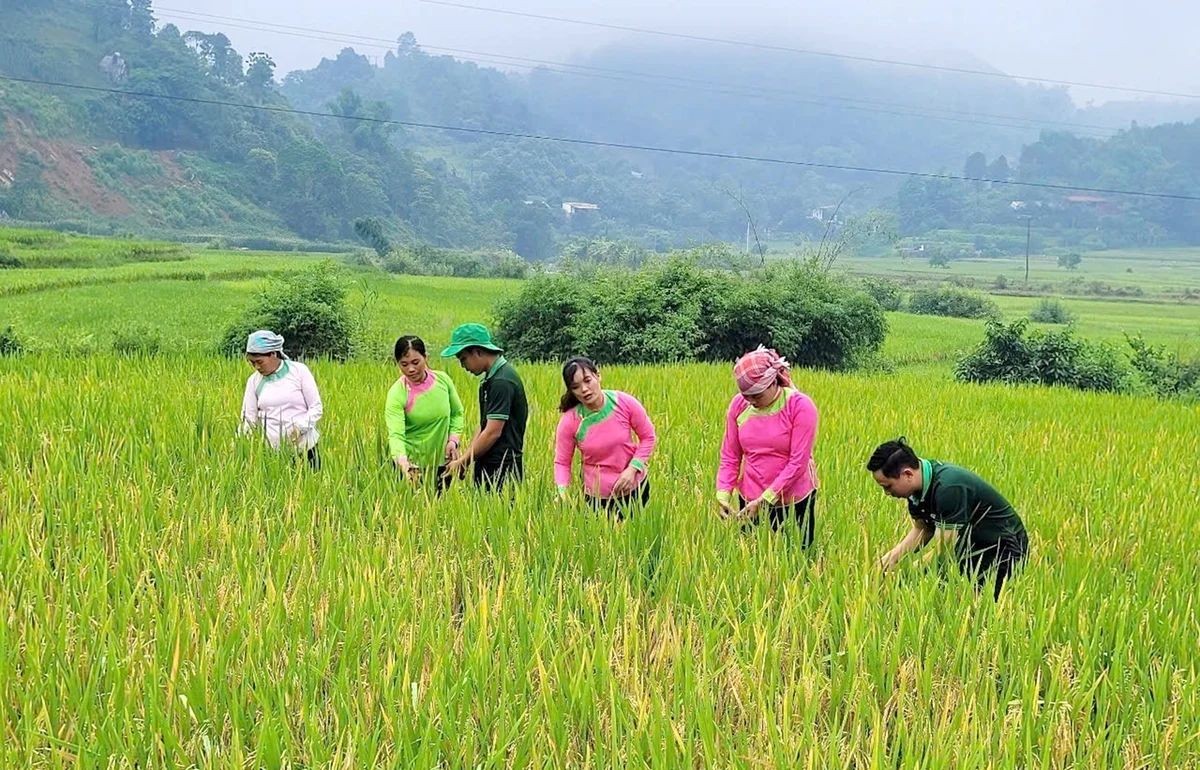 Phát triển chuỗi giá trị xanh là xu hướng tất yếu trong tiến trình chuyển đổi nông nghiệp (XB 20/11) Phát triển chuỗi giá trị xanh là xu hướng tất yếu trong tiến trình chuyển đổi nông nghiệp (XB 20/11)