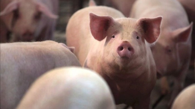 Ngày 8/12: Giá heo hơi tăng "sốc" gần 10.000 đồng/kg