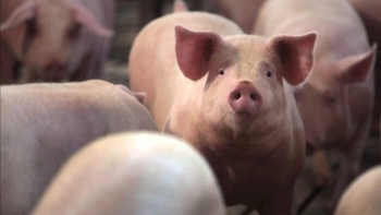 Ngày 8/12: Giá heo hơi tăng "sốc" gần 10.000 đồng/kg