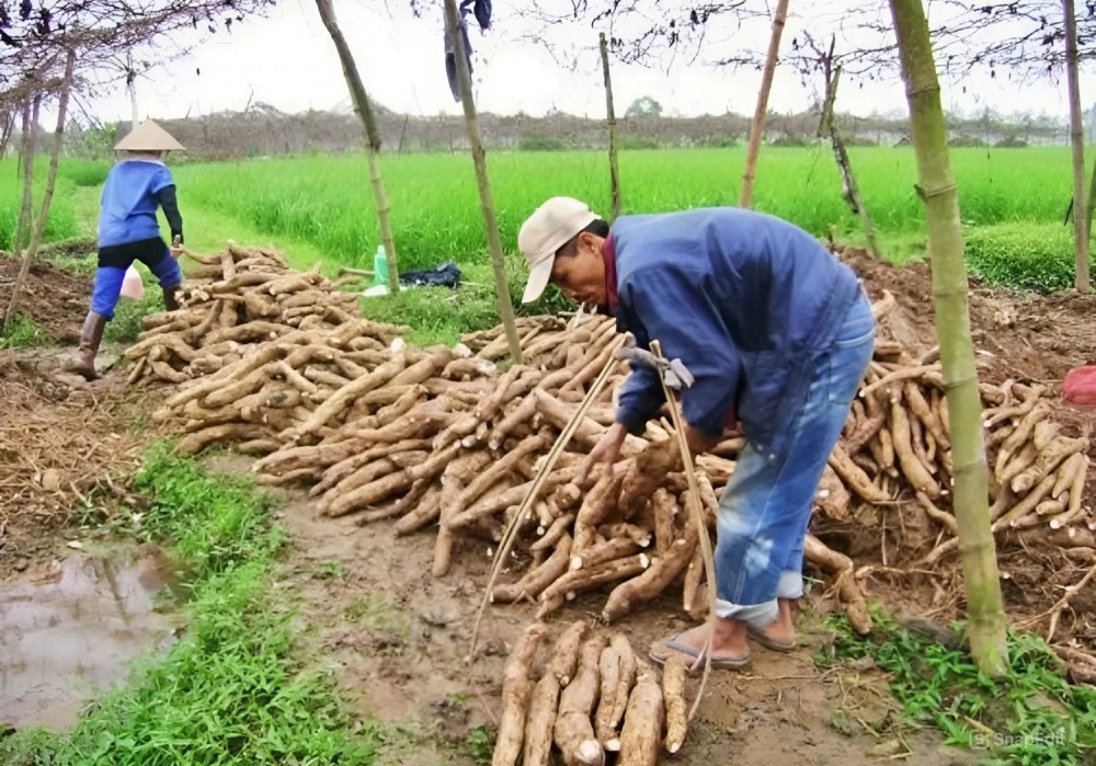 Bài toán vùng nguyên liệu cho xăng sinh học E10 trước giờ mở bán toàn quốc Bài toán vùng nguyên liệu cho xăng sinh học E10 trước giờ mở bán toàn quốc