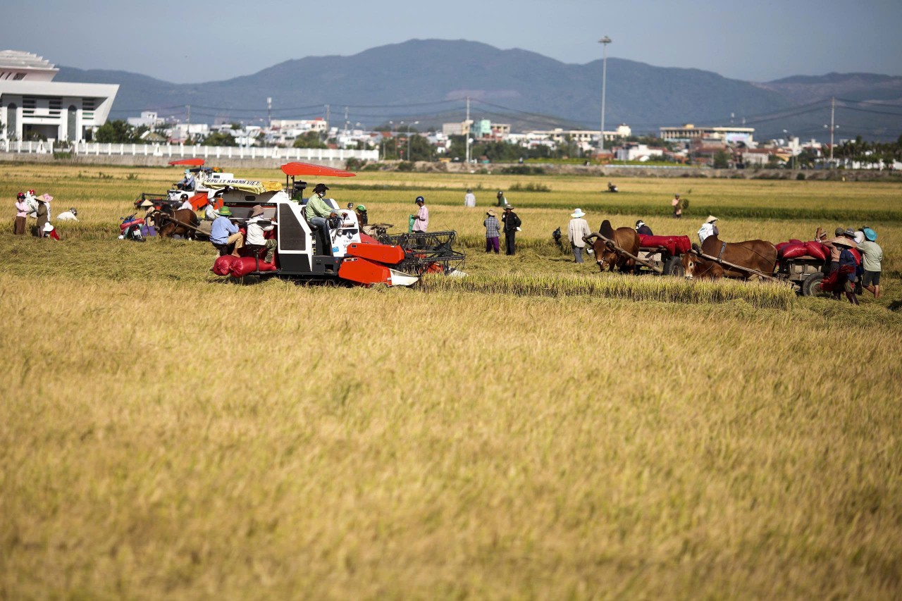 Phát triển trồng trọt và bảo vệ thực vật bền vững, hiệu quả, xanh và hội nhập Phát triển trồng trọt và bảo vệ thực vật bền vững, hiệu quả, xanh và hội nhập