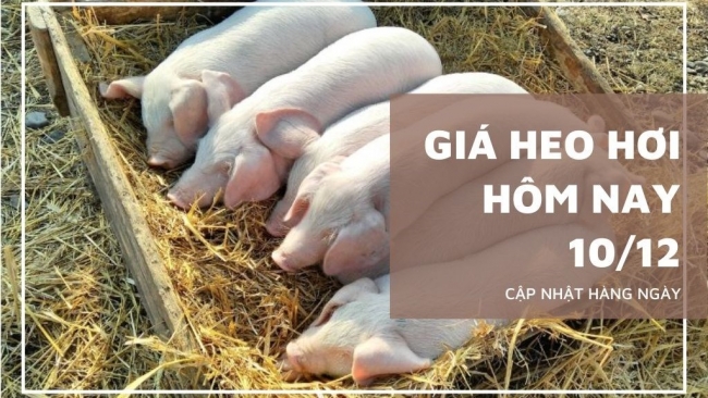 Ngày 10/12: Giá heo hơi tại miền Bắc và miền Trung quay đầu giảm