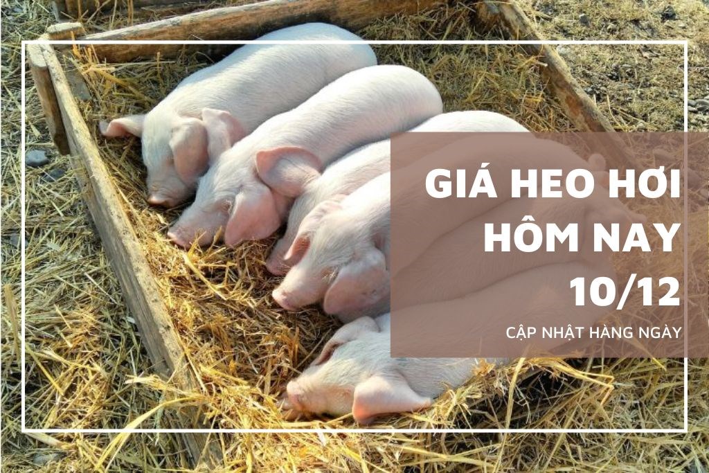 Ngày 10/12: Giá heo hơi tại miền Bắc và miền Trung quay đầu giảm Ngày 10/12: Giá heo hơi tại miền Bắc và miền Trung quay đầu giảm