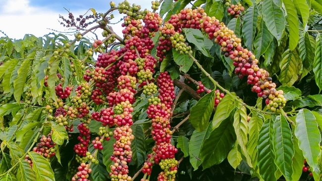 Ngày 11/12: Giá cà phê và hồ tiêu đồng loạt đảo chiều tăng