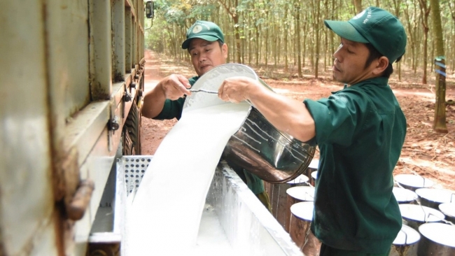 Ngày 12/12: Giá cao su thế giới tăng mạnh, trong nước ổn định