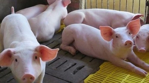 Ngày 13/12: Giá heo đồng loạt tăng trên cả nước