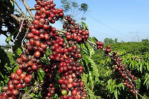 Ngày 13/12: Giá cà phê, hồ tiêu đồng loạt giảm Ngày 13/12: Giá cà phê, hồ tiêu đồng loạt giảm