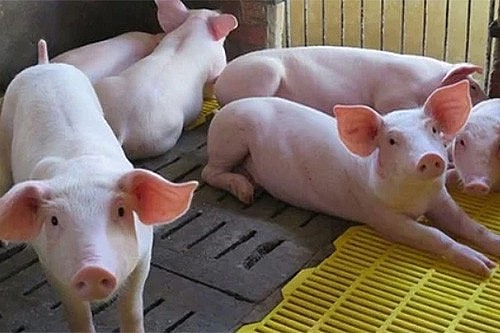 Ngày 13/12: Giá heo đồng loạt tăng trên cả nước Ngày 13/12: Giá heo đồng loạt tăng trên cả nước