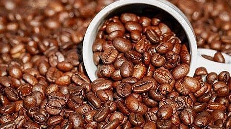 Ngày 14/12: Giá cà phê trong nước giảm sâu