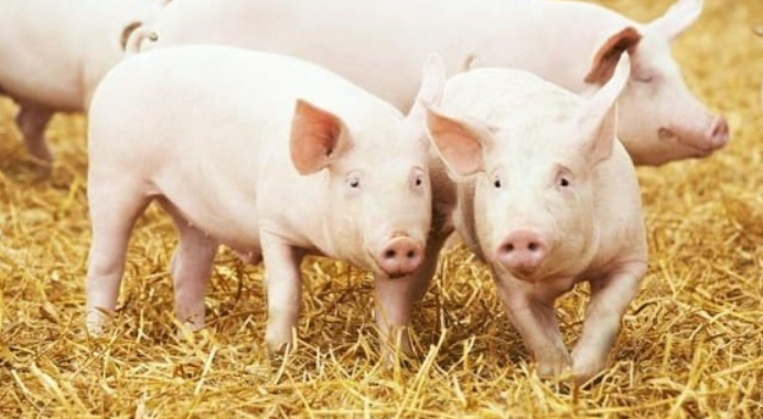 Ngày 14/12: Giá heo hơi tại miền Bắc vẫn duy trì xu hướng tăng Ngày 14/12: Giá heo hơi tại miền Bắc vẫn duy trì xu hướng tăng