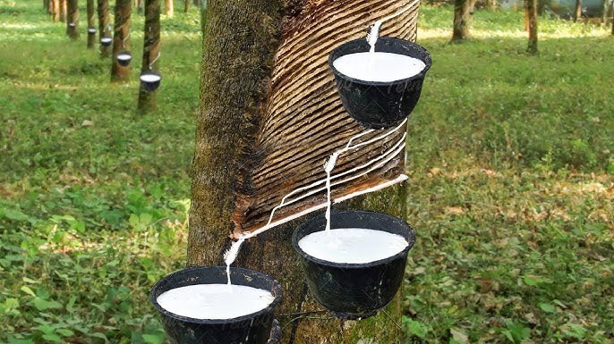 Ngày 15/12: Giá cao su trong nước biến động tăng