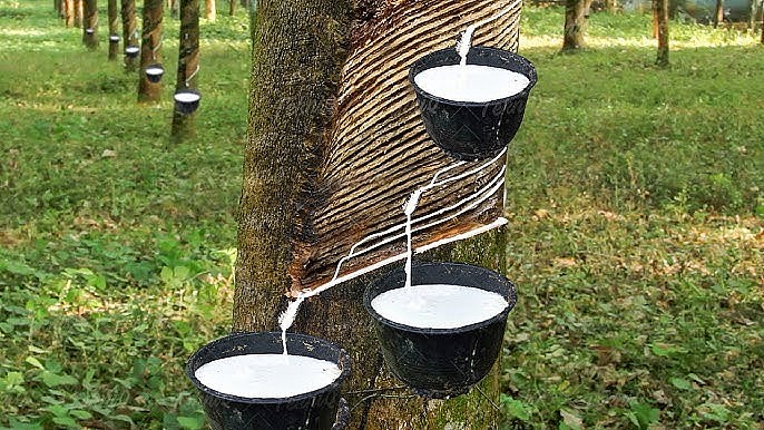 Ngày 15/12: Giá cao su trong nước biến động tăng