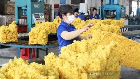 Ngày 16/12: Giá cao su bình ổn trong nước, giảm mạnh tại thị trường Nhật Bản