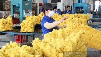 Ngày 16/12: Giá cao su bình ổn trong nước, giảm mạnh tại thị trường Nhật Bản