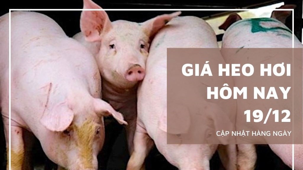 Ngày 19/12: Giá heo hơi tiếp tục tăng mạnh trên diện rộng