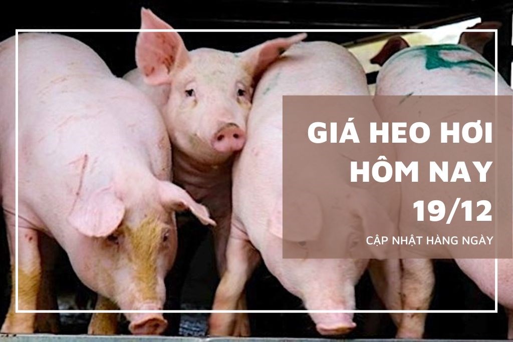 Ngày 19/12: Giá heo hơi tiếp tục tăng mạnh trên diện rộng Ngày 19/12: Giá heo hơi tiếp tục tăng mạnh trên diện rộng