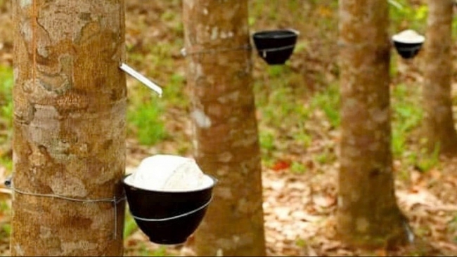 Ngày 22/12: Giá cao su thế giới rung lắc, trong nước đi ngang