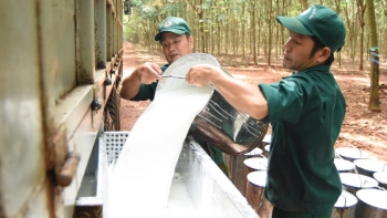 Ngày 23/12: Giá cao su thế giới biến động trái chiều