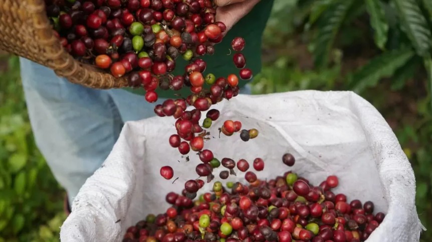 Ngày 23/12: Giá cà phê và hồ tiêu đồng loạt tăng