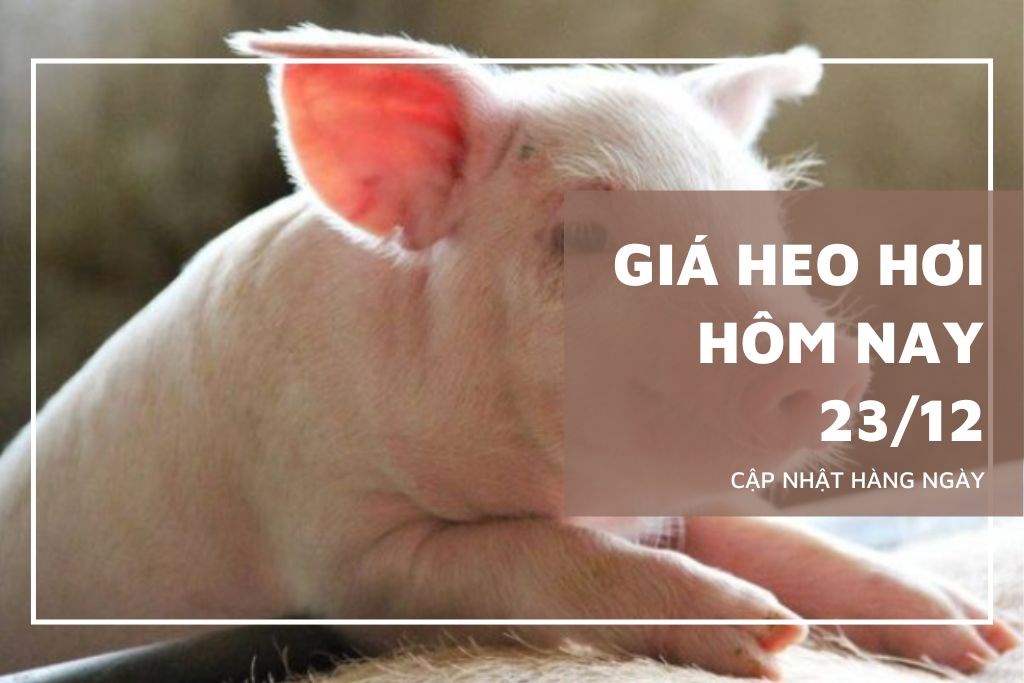 Ngày 23/12: Giá heo hơi thiết lập kỷ lục mới ở mốc 70.000 đồng/kg
