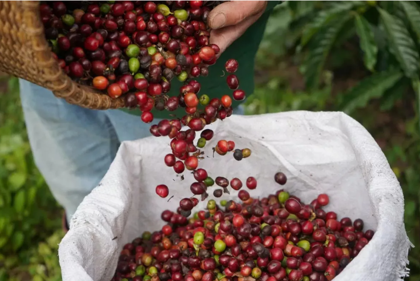 Ngày 23/12: Giá cà phê và hồ tiêu đồng loạt tăng