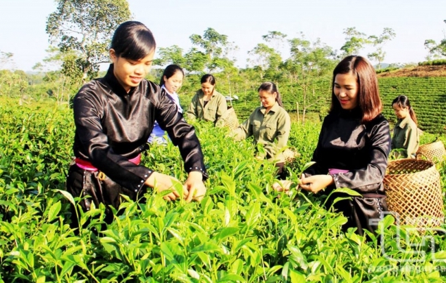 Thái Nguyên chuẩn bị nền tảng giảm nghèo bền vững giai đoạn 2026 - 2030