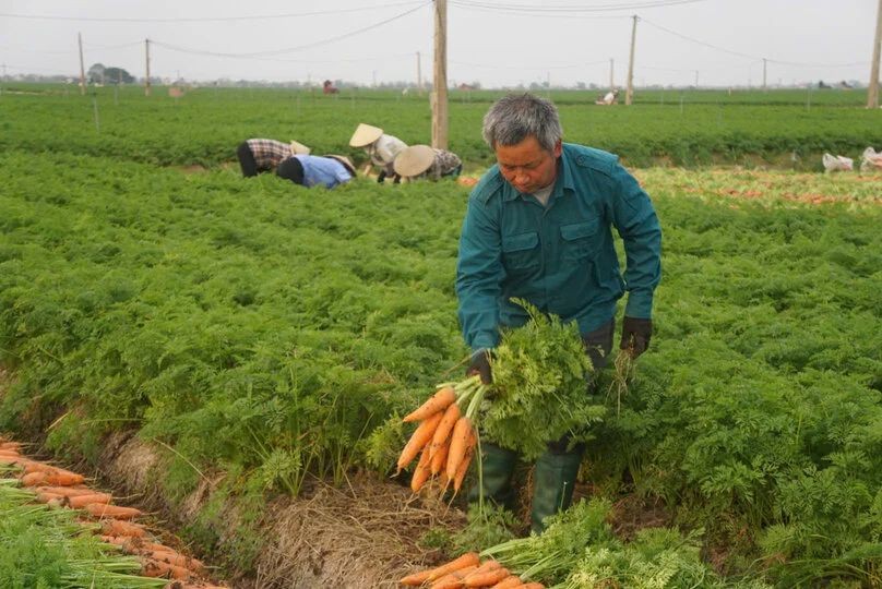 Kết nối nông sản vùng Đồng bằng sông Hồng, hướng tới thị trường tết