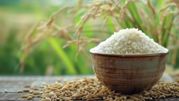 Ngày 24/12: Giá lúa gạo tại Đồng bằng sông Cửu Long ít biến động