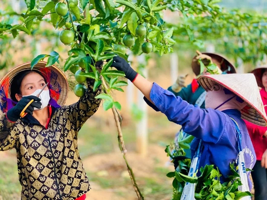 undefined Điện Biên: Tạo sinh kế, nâng chất lượng đời sống người dân