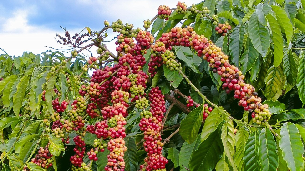 Ngày 25/12: Giá hồ tiêu và cà phê và đồng loạt bật tăng mạnh