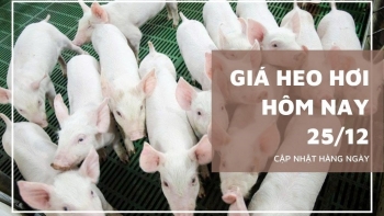 Ngày 25/12: Giá heo hơi tiếp đà tăng tại miền Nam và miền Trung