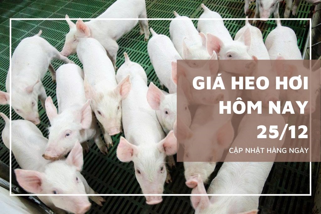 Ngày 25/12: Giá heo hơi tiếp đà tăng tại miền Nam và miền Trung