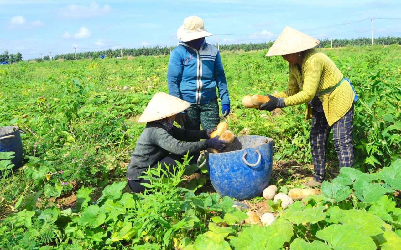 Tây Ninh triển khai 191 dự án, mô hình sinh kế, giúp hơn 1.587 hộ thoát nghèo bền vững
