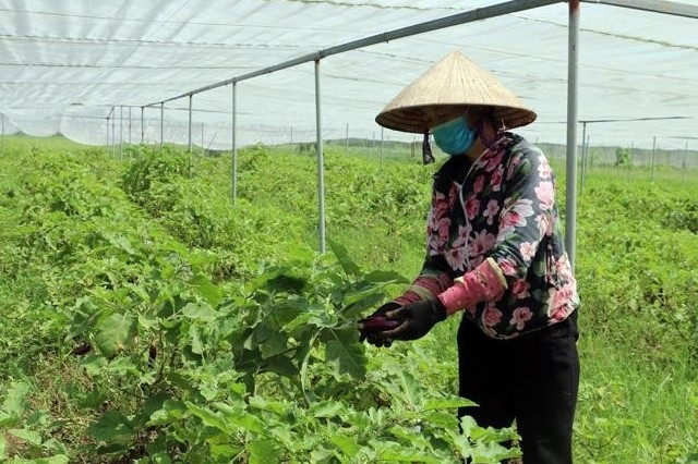 Tỷ lệ hộ nghèo tỉnh Hưng Yên giảm mạnh