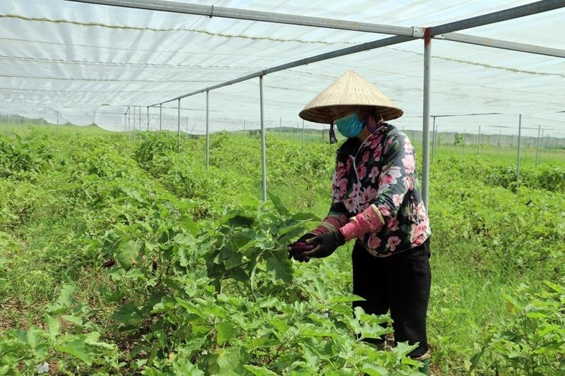 Tỷ lệ hộ nghèo tỉnh Hưng Yên giảm mạnh (Xb 12/11) Tỷ lệ hộ nghèo tỉnh Hưng Yên giảm mạnh (Xb 12/11)