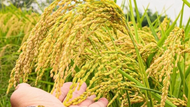 Ngày 26/12: Giá lúa tươi tăng mạnh, gạo ổn định