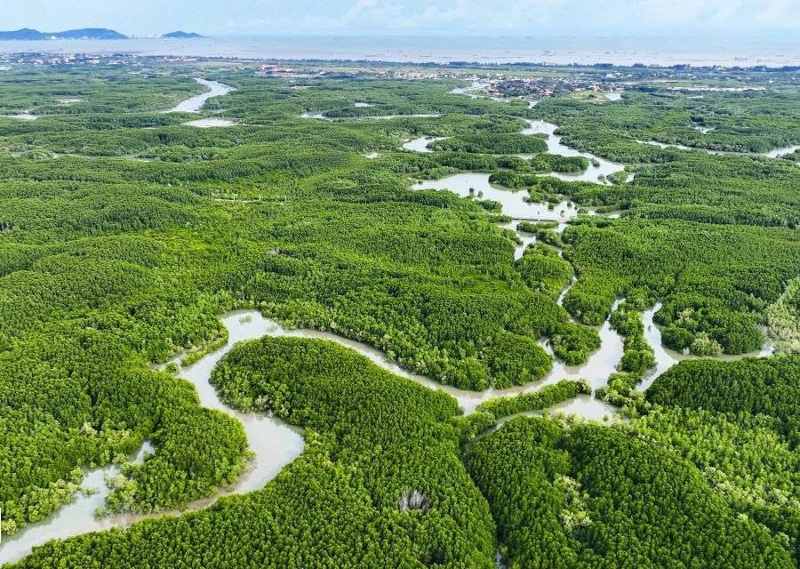 Việt Nam sẽ xây dựng cơ sở dữ liệu carbon xanh quốc gia, hướng tới mục tiêu giảm phát thải