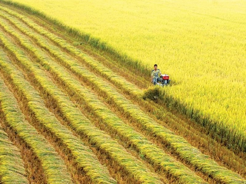 Đồng bằng sông Cửu Long thí điểm quy trình sản xuất lúa chất lượng cao phát thải thấp