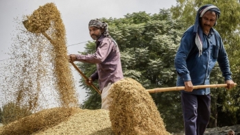 Thị trường nông sản: Giá gạo xuất khẩu của Ấn Độ tăng lên mức cao nhất trong một tháng