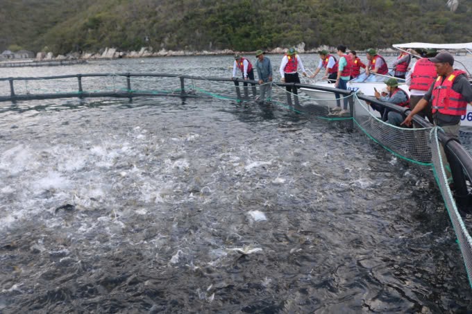 Hoàn thiện khung pháp lý thủy sản để phát triển bền vững