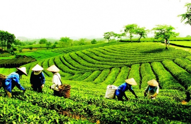 Giải phóng gần 500 container chè của Việt Nam bị kẹt tại cảng Karachi, Pakistan