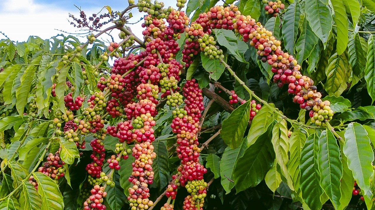 Ngày 1/1: Giá cà phê tiếp đà tăng, hồ tiêu neo cao ở mức 151.500 đồng/kg